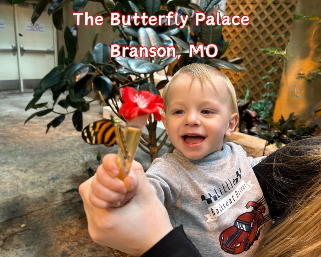 Butterfly Adventures in Branson: Exploring the Magical Butterfly Palace