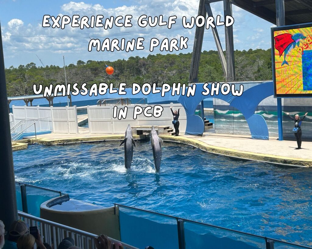 Experience Gulf World Marine Park: Unmissable Dolphin Show in PCB